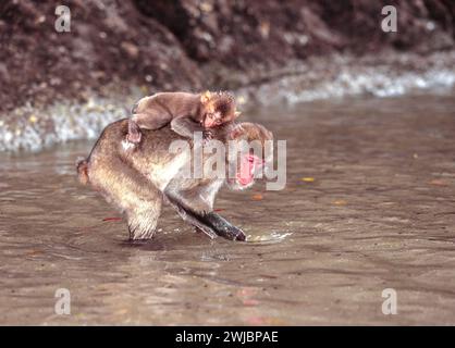 Japanischer Makaken Macaca fuscata Kojima Island ein Weibchen mit Jugendlichen auf dem Rücken, das im Meer nach Nahrung sucht Stockfoto