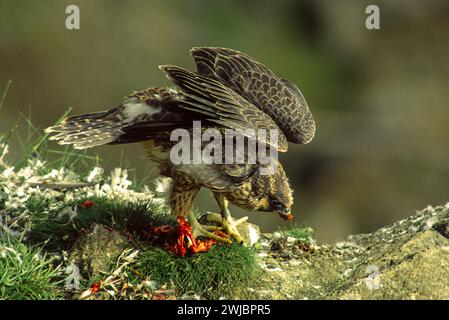 Wanderfalke Falco peregrinus juvenile Fütterung eines Vogels Stockfoto
