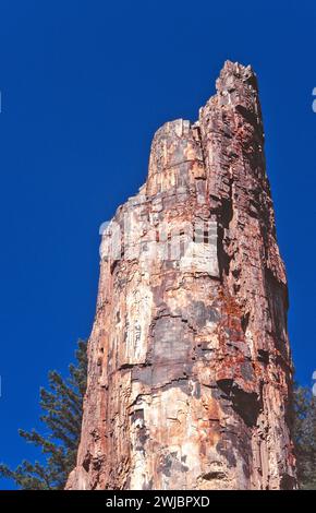 Versteinertes Holz oder Baum im Yellowstone-Nationalpark Stockfoto