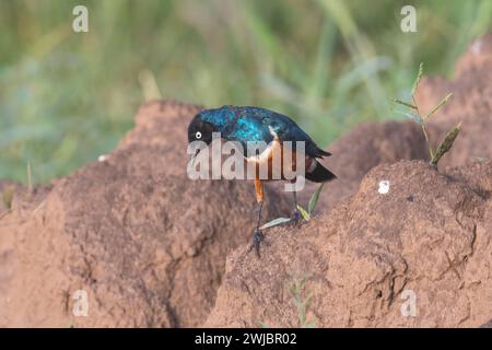 Super Starling (Lamprotornis Superbus), der auf einem Termitenhügel auf der Suche ist Stockfoto