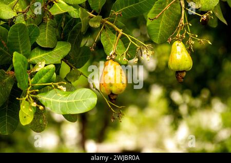 Jambu Mete, Cashew rohe Früchte (Anacardium occidentale) hängen am Baum im Garten. Stockfoto