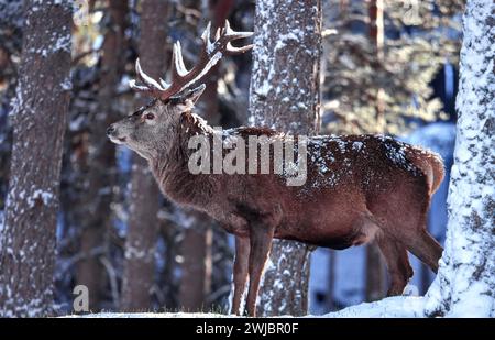 Hirsch Cervus elaphus Hirsch in Scots Pines nach einem Schneesturm Cairngorms Schottland Stockfoto