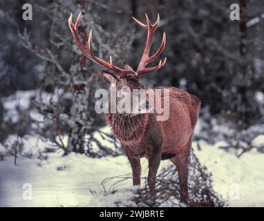 Hirsch Cervus elaphus Hirsch im schottischen Kiefernwald nach einem Schneesturm Cairngorms Schottland Stockfoto