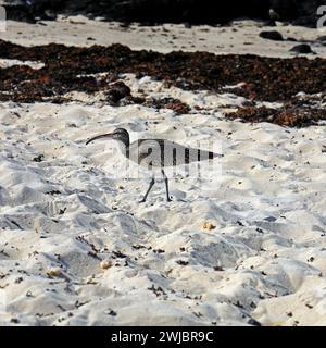 Halbzähmlicher Eurasischer Brachbruch, der an einem Sandstrand Brotbrot fresst, Fuerteventura, aufgenommen im November 2023 Stockfoto