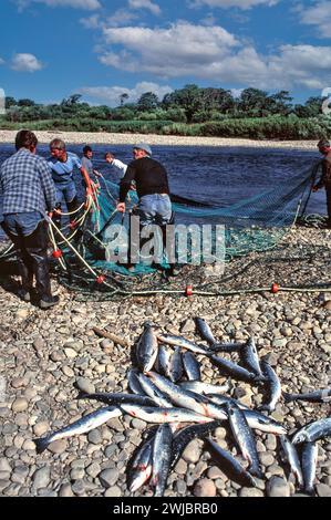 Lachsnetzwerk River Spey Scotland das Team von Netzmännern mit ihrem Fang von Lachs und Meeresforelle Stockfoto