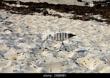 Halbzähmlicher Eurasischer Brachbruch, der an einem Sandstrand Brotbrot fresst, Fuerteventura, aufgenommen im November 2023 Stockfoto