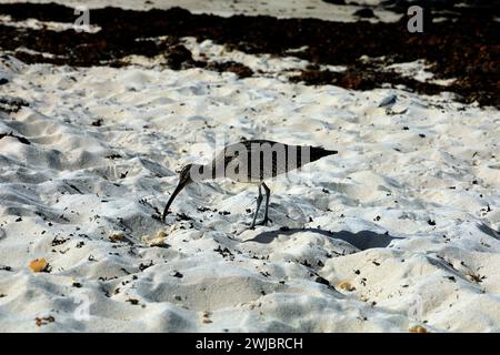 Halbzähmlicher Eurasischer Brachbruch, der an einem Sandstrand Brotbrot fresst, Fuerteventura, aufgenommen im November 2023 Stockfoto