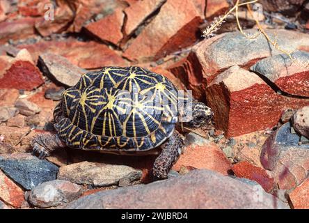 Südliches Karoo-Zelt Schildkröte Psammobates tentorius zwischen den Felsen der Karoo Stockfoto