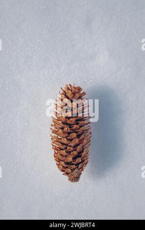 Weihnachtlicher Hintergrund mit Tannenzweigen und Kegeln auf dem Schnee, Kopierraum. Frohe weihnachten und frohe Neujahrsfeier. Winter. Mattierte Hülle Stockfoto