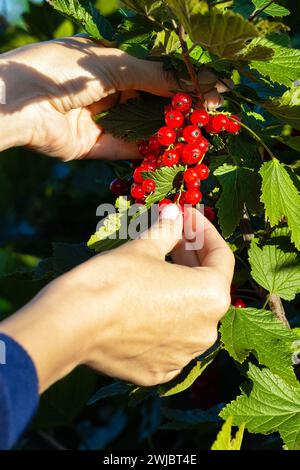 Eine Hand pflückt eine rote Johannisbeere aus einem Zweig. Frische rote Johannisbeeren. Landwirt pflückt rote Johannisbeeren. Stockfoto