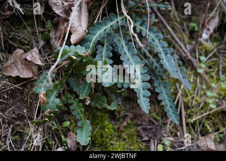 Farn, der Rustyback-Farn (Asplenium ceterach). Stockfoto