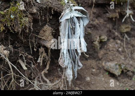 Salbei, der kalifornische weiße Salbei, Bienensalbei oder heiliger Salbei (Salvia apiana) Stockfoto