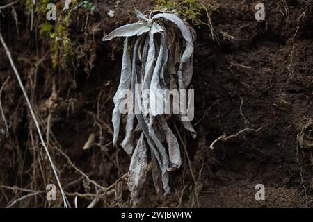 Salbei, der kalifornische weiße Salbei, Bienensalbei oder heiliger Salbei (Salvia apiana) Stockfoto