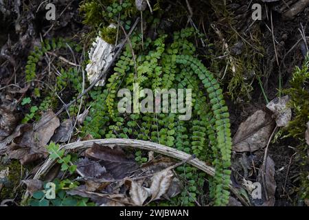 Spleenwort, das Maidenhair-Milz(Asplenium trichomane). Stockfoto