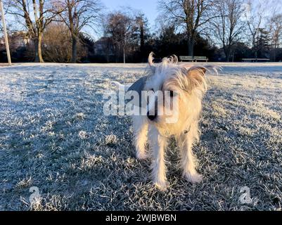 Shaggy beschichtet Parson Jack Russell Terrier, der nach rechts blickt, einen Wintermantel trägt und auf gefrorenem Gras in einem Park sitzt Stockfoto