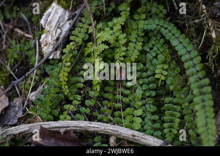 Käfer, Feuerwanzer, Roter Soldat-Käfer (Pyrrhocoris apterus) krabbeln auf Spleenwort Stockfoto