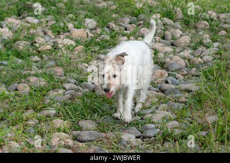 Weißer Jack Russell Terrierhund, der auf einem steinigen Weg läuft und mit ausgestreckter Zunge keucht. Sieht müde aus. Sie ist allein auf ihrem Spaziergang. Stockfoto