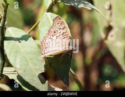 Graues Stiefmütterchen, Junonia atlites, Kambodscha, Südostasien Stockfoto