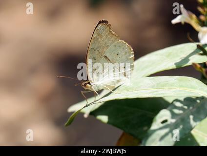 Graues Stiefmütterchen, Junonia atlites, Kambodscha, Südostasien Stockfoto