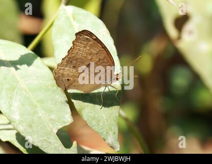 Graues Stiefmütterchen, Junonia atlites, Kambodscha, Südostasien Stockfoto