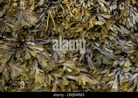 Fucus spiralis, auch bekannt als Spiralwickel und Flachwickel Stockfoto