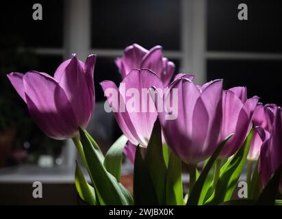 Ein Bouquet violetter Tulpe zu Hause Stockfoto