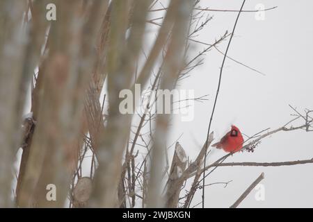 Männlicher Kardinal sitzt an einem Wintertag auf einem Baumzweig mit braunen Baumstämmen auf der linken Seite. Stockfoto