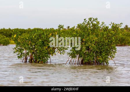 Rote Mangroven wachsen im Salzsee Oviedo im Jaragua-Nationalpark in der Dominikanischen Republik. Stockfoto