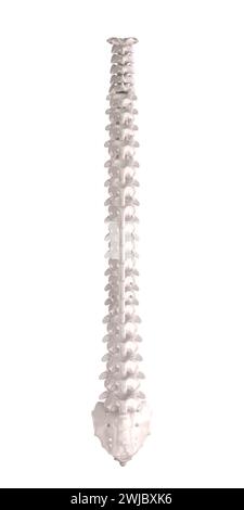 Rückansicht einer Wirbelsäule, menschliches Skelett mit anatomischen Details. Isoliert auf weiß. 3D-Rendering Stockfoto