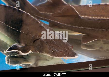 Großer grauer Wels im Aquarium nah oben in klarem Wasser Stockfoto