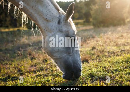 Porträt eines weißen Pferdes, das Gras auf der Weide während des Sonnenuntergangs weidet. Kladruber Tschechische Pferderasse Stockfoto