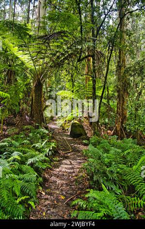 Eine Kordstraße in einem sumpfigen Regenwald mit riesigen Farnen und Baumfarnen. Toorongo Falls Reserve, Gippsland, Yarra Ranges, Victoria, Australien Stockfoto