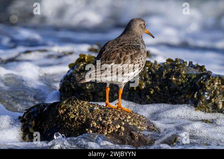 Lila Sandpiper (Calidris maritima) im nicht-Brutgefieder, der im Winter von der felsigen Küste entlang der Nordseeküste aus seewärts aussieht Stockfoto