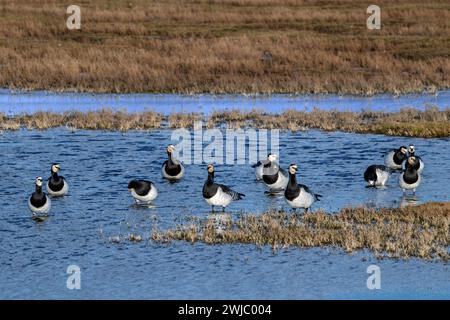 Herde von Nonnengänsen (Branta leucopsis), die im Winter in Feuchtgebieten ruhen, Schouwen-Duiveland, Zeeland, Niederlande Stockfoto