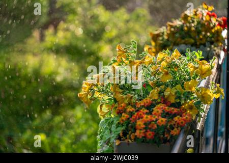 Nahaufnahme mit geringer Feldtiefe von Balkonblumen im Regen Stockfoto