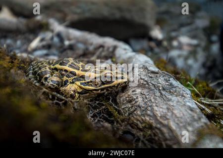 Frosch neben einer Baumwurzel auf grünem Moos. Stockfoto