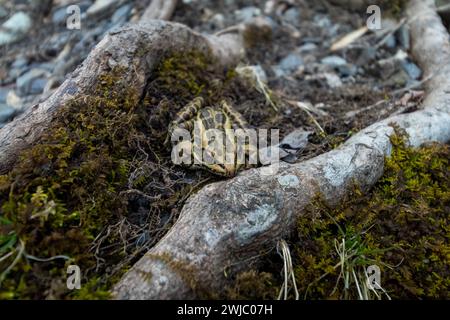 Frosch neben einer Baumwurzel auf grünem Moos. Stockfoto