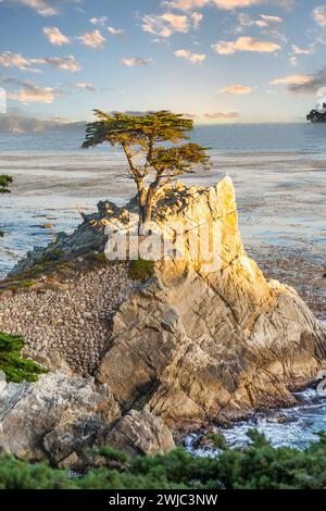 Pebble Beach, USA - 26. Juli 2008: The Lone Cypress Tree in Pebble Beach, Kalifornien in Monterey, USA. Die Zypresse, die etwa 250 Jahre alt ist Stockfoto