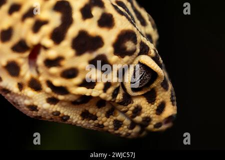 Detailporträt des Leopardengecko (eublepharis macularius). Auf Naturhintergrund. Leopard Gecko-Eidechse, Nahaufnahme Makro. Stockfoto