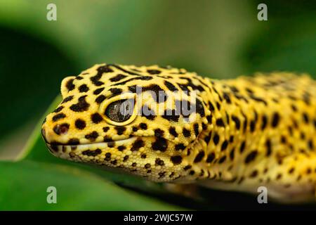 Detailporträt des Leopardengecko (eublepharis macularius). Auf Naturhintergrund. Leopard Gecko-Eidechse, Nahaufnahme Makro. Stockfoto