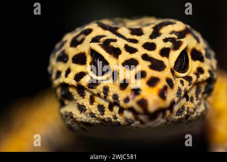 Detailporträt des Leopardengecko (eublepharis macularius). Auf Naturhintergrund. Leopard Gecko-Eidechse, Nahaufnahme Makro. Stockfoto