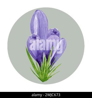 Lila Krokuskomposition, Frühlingsblumen. Handgemalte Aquarellblume Illustration mit grünem kreisförmigem Hintergrund. Stockfoto