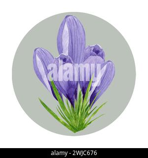 Lila Krokuskomposition, Frühlingsblumen. Handgemalte Aquarellblume Illustration mit grünem kreisförmigem Hintergrund. Stockfoto