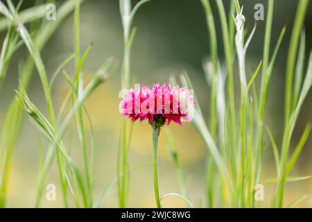 Eine hübsche Papier-Gänseblümchenblume im Sommer, mit selektiver Fokussierung Stockfoto