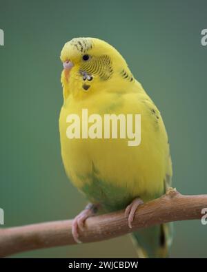 Farbenfroher gelber Sittich (Melopsittacus undulatus), der auf einem Baumzweig thront Stockfoto