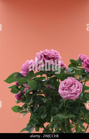 Die zarten blühenden Pfingstrosen vor dem leeren Hintergrund Stockfoto