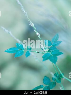Dieses Foto zeigt eine Nahaufnahme von leuchtend grünen Blättern. Stockfoto