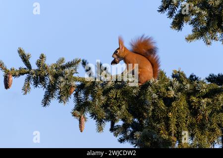 Eichhörnchen mit Zapfen im Maul auf einem Nadelbaumzweig vor blauem Himmel Stockfoto