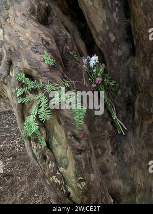 Wraysbury, Großbritannien. Februar 2024. Schneeglöckchen bedecken die Felder des National Trust rund um den berühmten Ankerwycke Yew Tree (im Bild) in Wraysbury, Berkshire. Der Baum ist ein alter Eibenbaum in der Nähe der Ruinen der St. Mary's Priory, der Stätte eines Benediktinerklosters, das im 12. Jahrhundert erbaut wurde. Es ist ein männlicher Baum mit einem Umfang von 8 Metern auf 0,3 Metern. Der Baum ist mindestens 1.400 Jahre alt und könnte sogar 2.500 Jahre alt sein. Eine archäologische Ausgrabung in der St. Mary's Priory wurde letzten Monat auf der BBC Grabung für Großbritannien gezeigt. Kredit: Maureen McLean Stockfoto