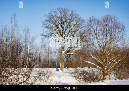 Ein klarer frostiger Tag, Eichen und andere Bäume in der Nähe der Straße. Februar Stockfoto